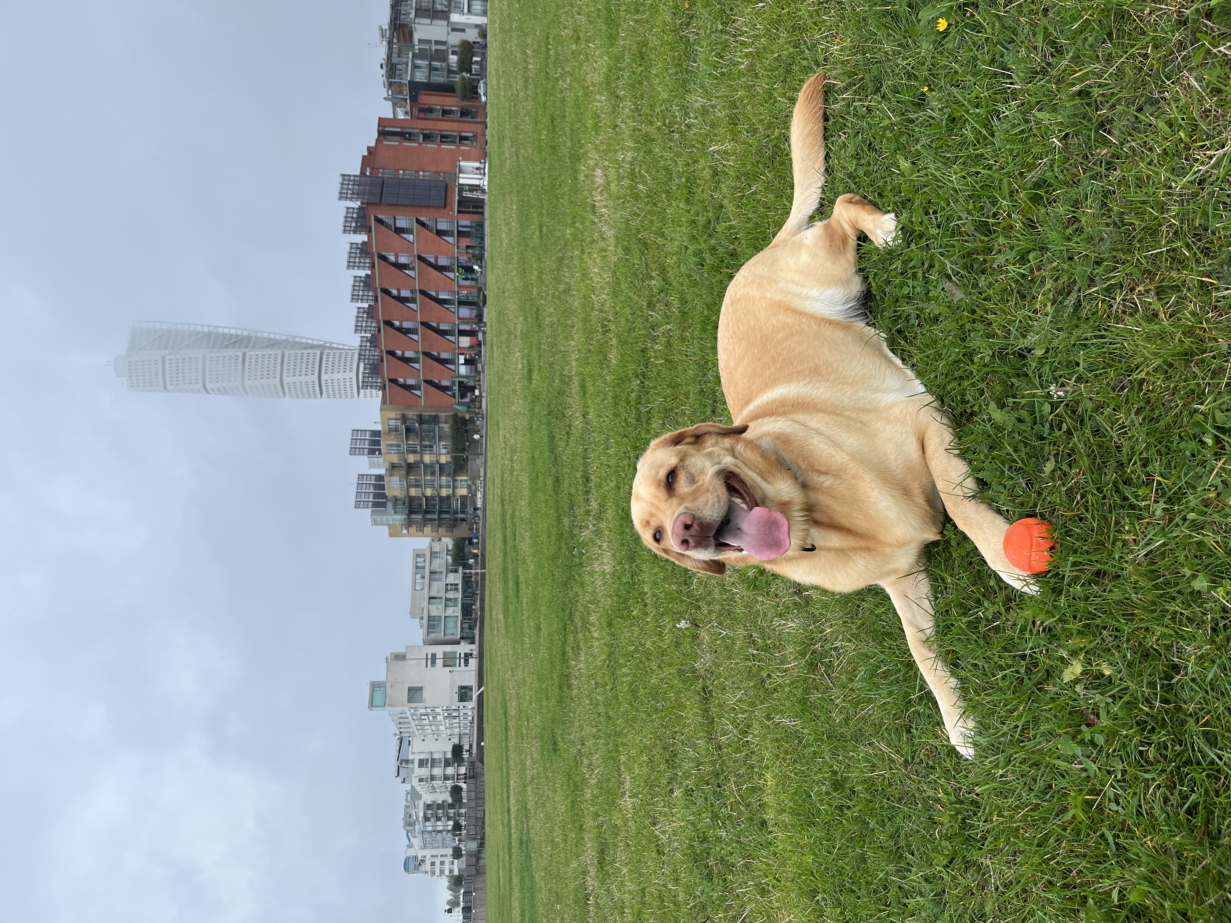 Salsa the dog